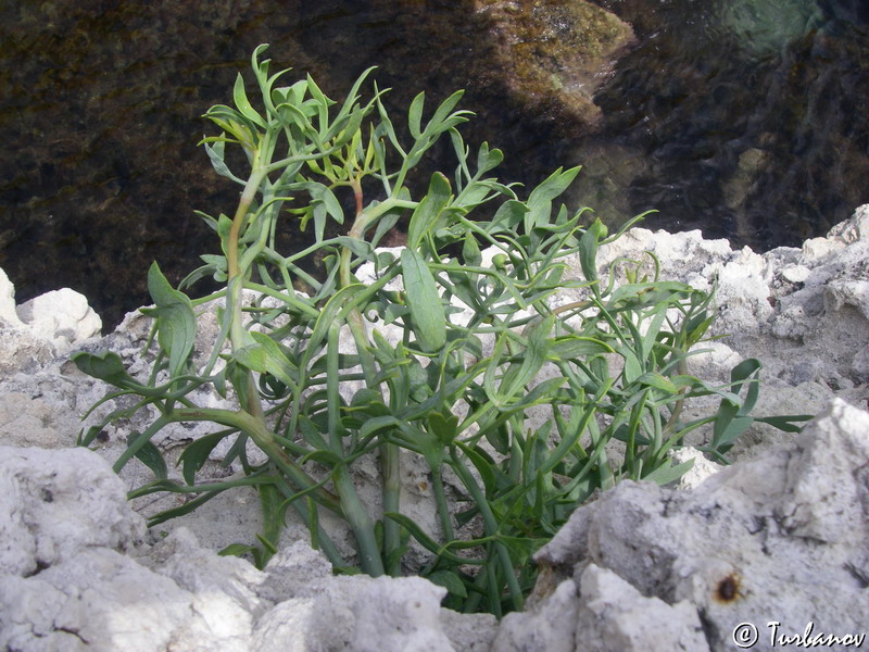 Изображение особи Crithmum maritimum.
