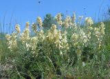 Hedysarum grandiflorum