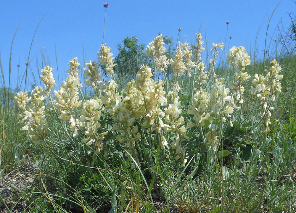 Image of Hedysarum grandiflorum specimen.