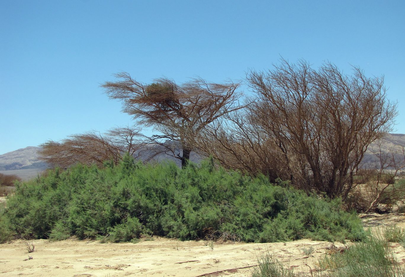 Image of Tamarix passerinoides specimen.