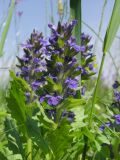 Ajuga genevensis