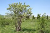 Sambucus sibirica