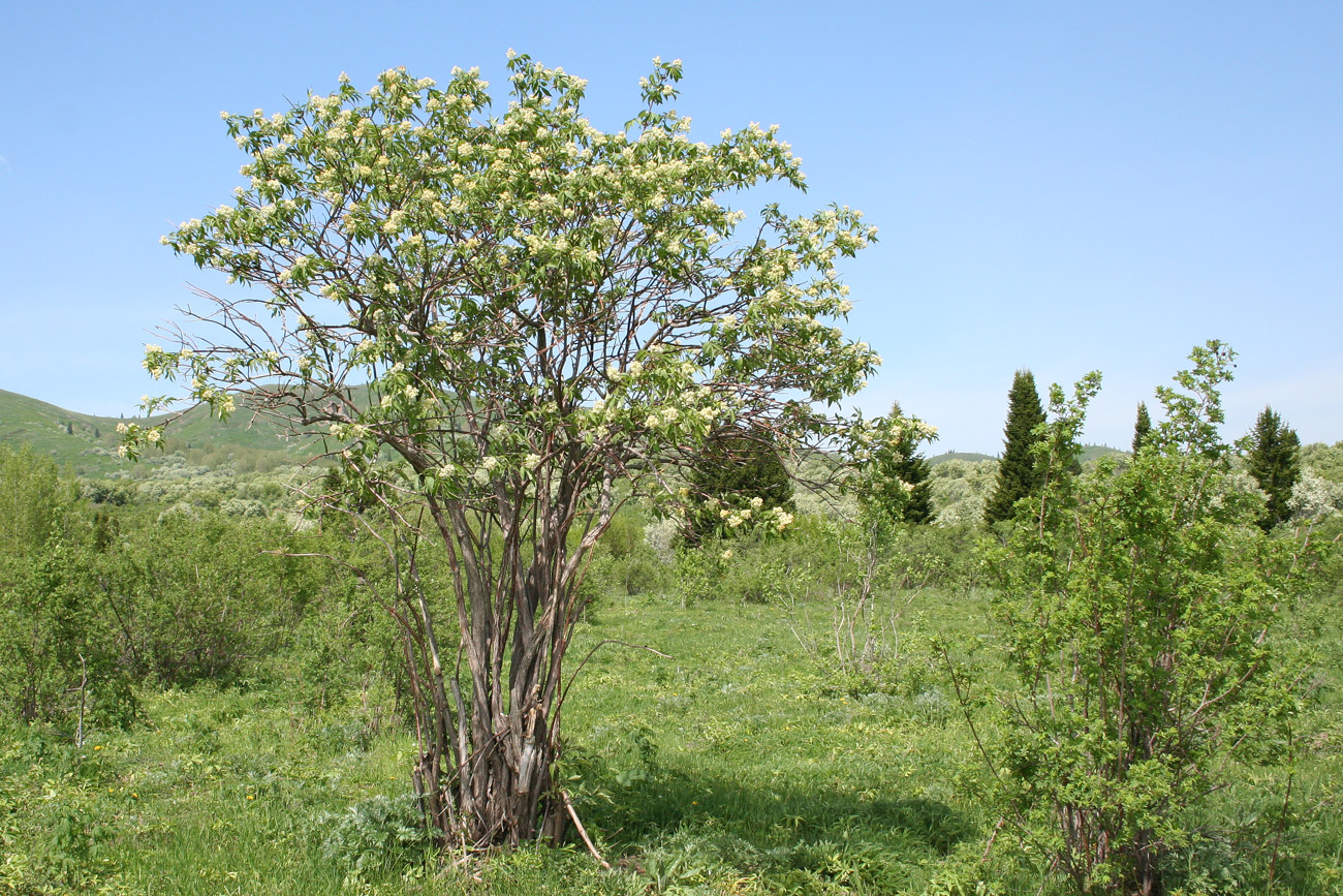 Изображение особи Sambucus sibirica.