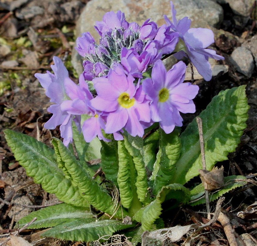 Image of Primula denticulata specimen.