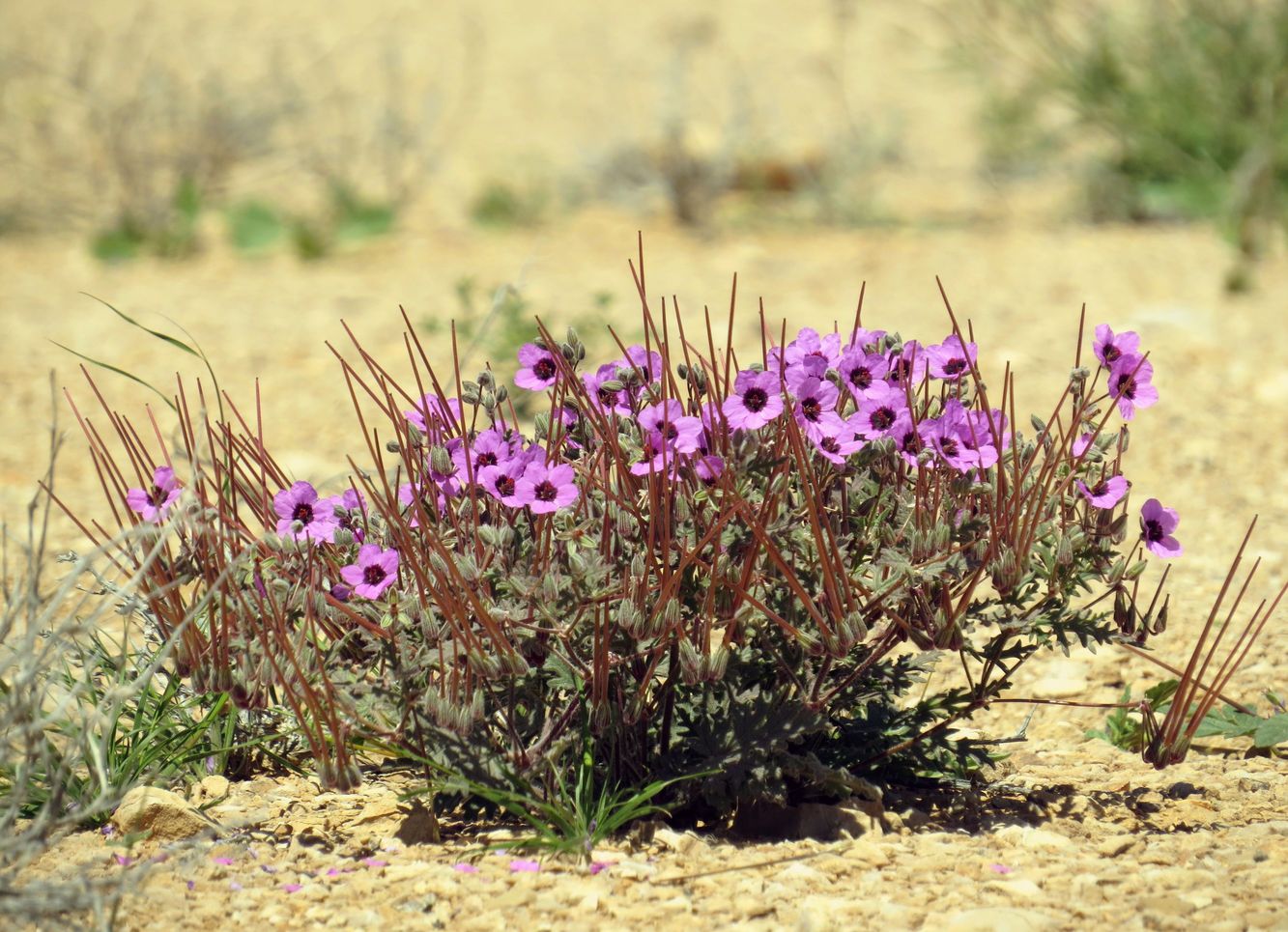 Изображение особи Erodium crassifolium.