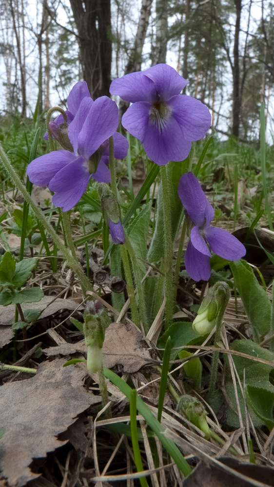 Изображение особи Viola hirta.