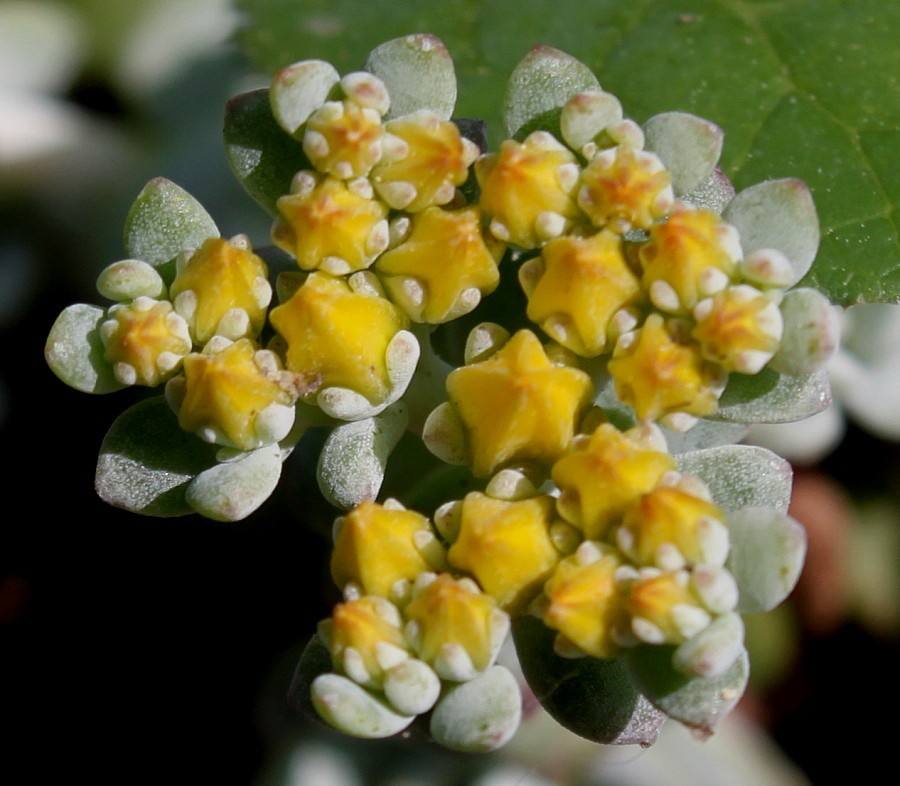Изображение особи Sedum spathulifolium.