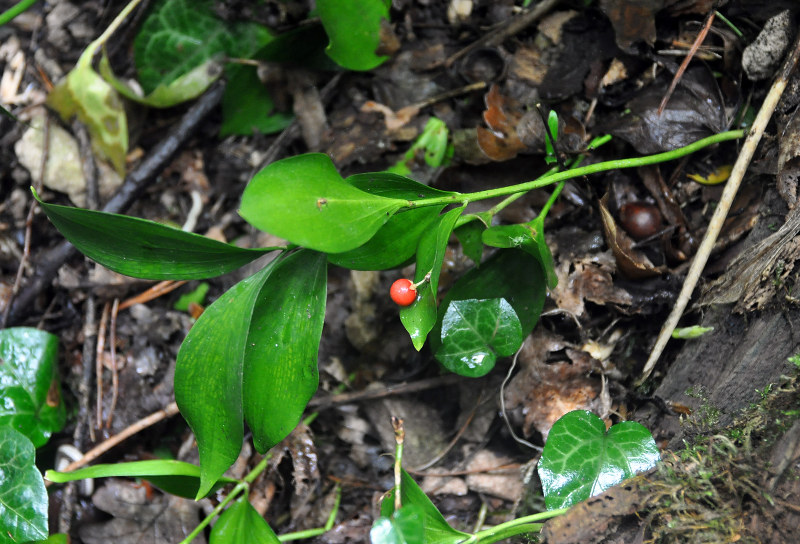 Изображение особи Ruscus colchicus.