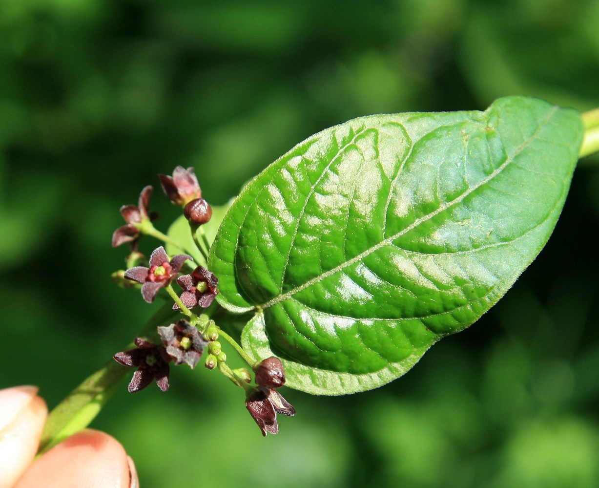 Image of Vincetoxicum scandens specimen.