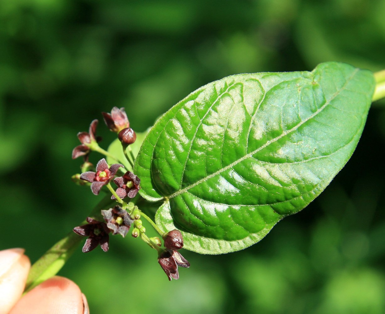 Изображение особи Vincetoxicum scandens.