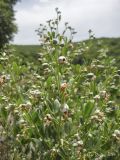 Zygophyllum fabago