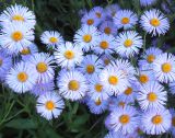 Erigeron speciosus