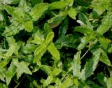 Veronica teucrium. Верхушки побегов. Германия, г. Дюссельдорф, Ботанический сад университета. 02.06.2014.
