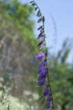 Campanula rapunculoides