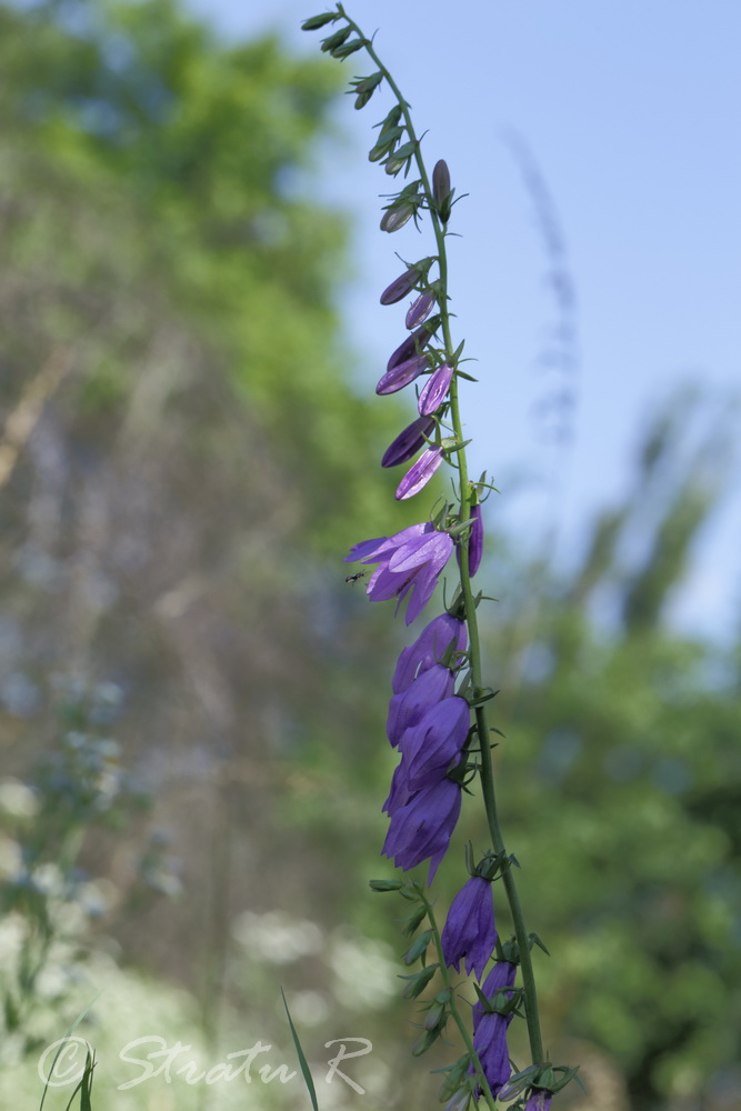 Изображение особи Campanula rapunculoides.