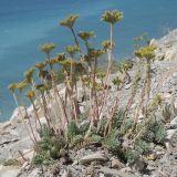 Sedum reflexum. Отцветающие растения. Краснодарский край, м/о г. Геленджик, окр. пос. Кабардинка, гора Дооб, приморский склон. 28.06.2014.