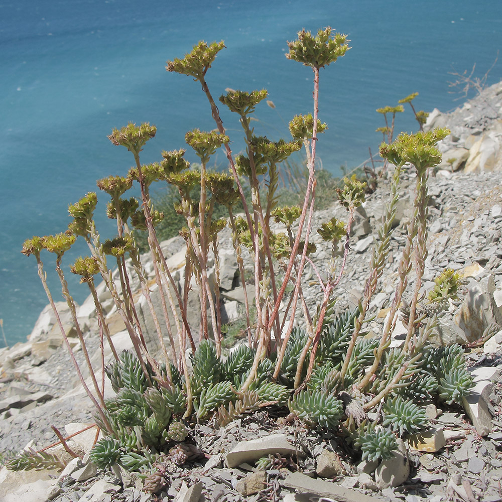 Image of Sedum reflexum specimen.