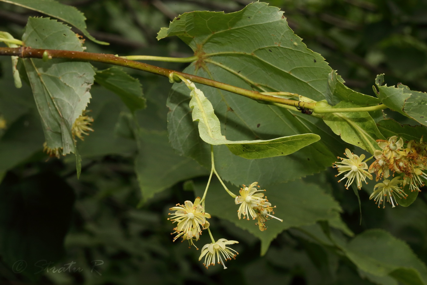 Image of Tilia cordata specimen.