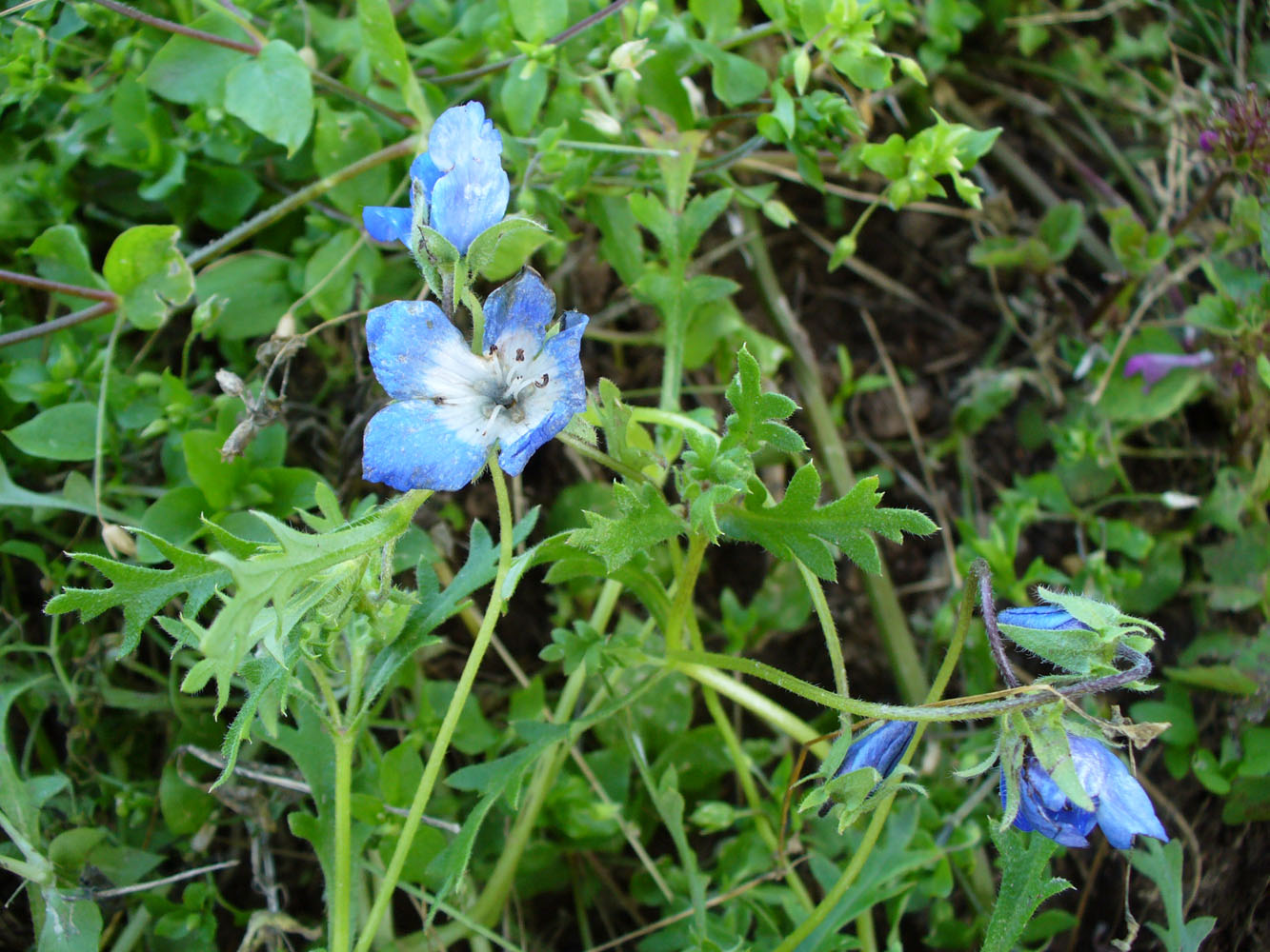 Изображение особи Nemophila menziesii.