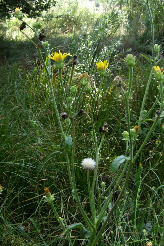 Image of Picris hieracioides specimen.