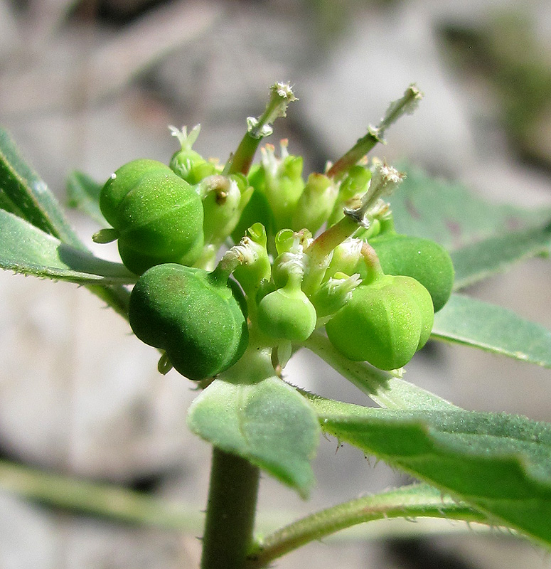 Image of Euphorbia davidii specimen.