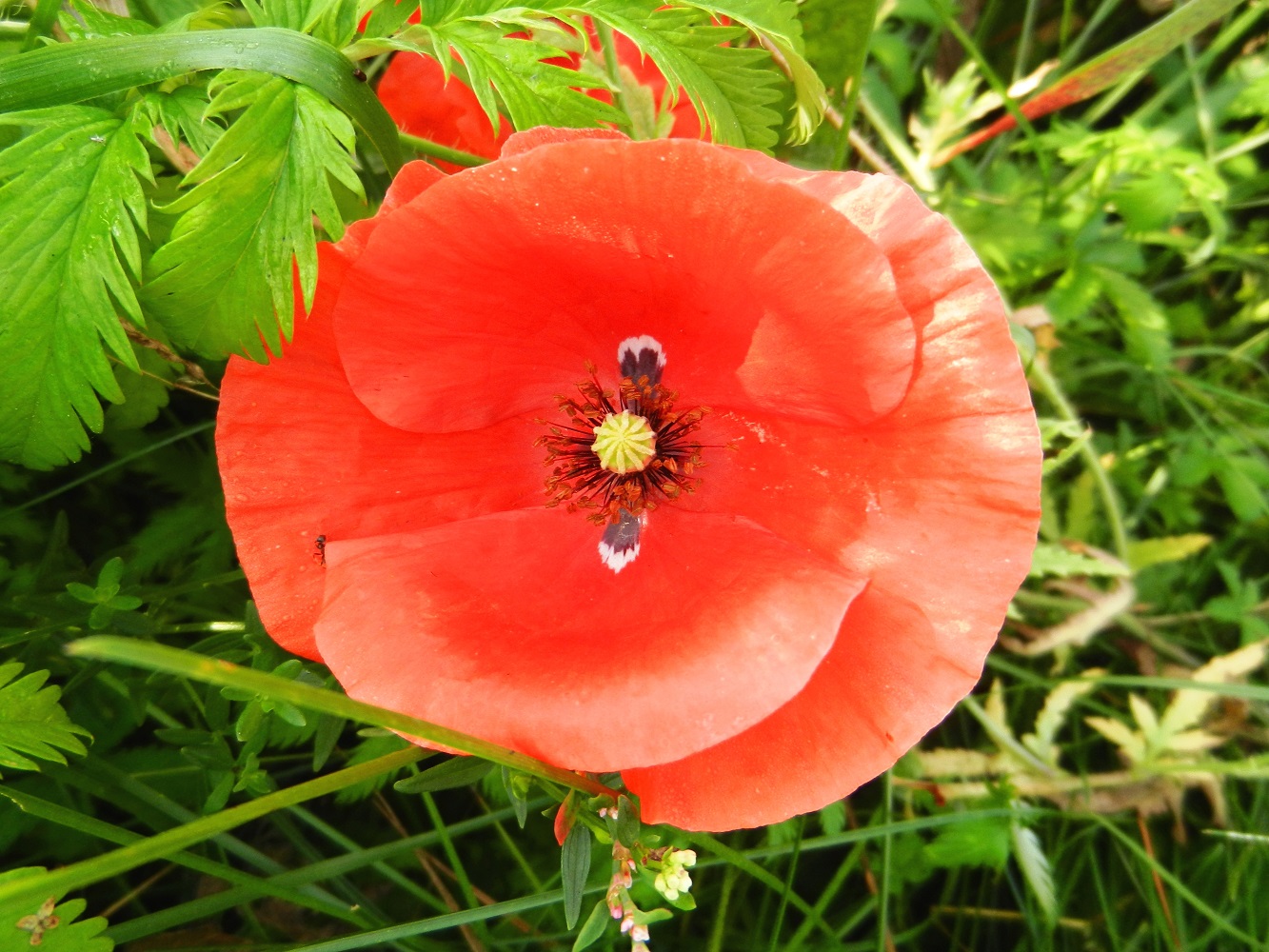 Image of Papaver rhoeas specimen.
