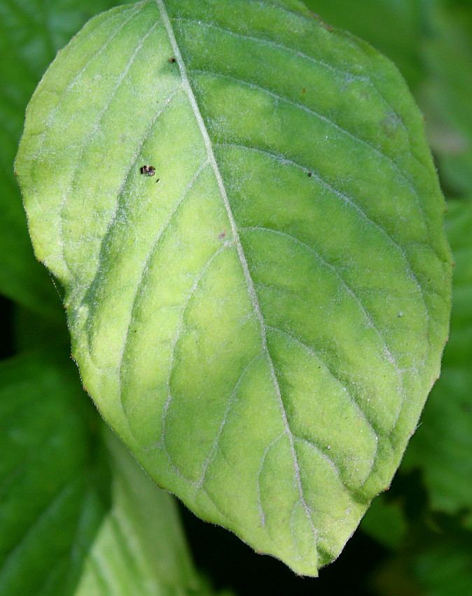 Изображение особи Circaea lutetiana.