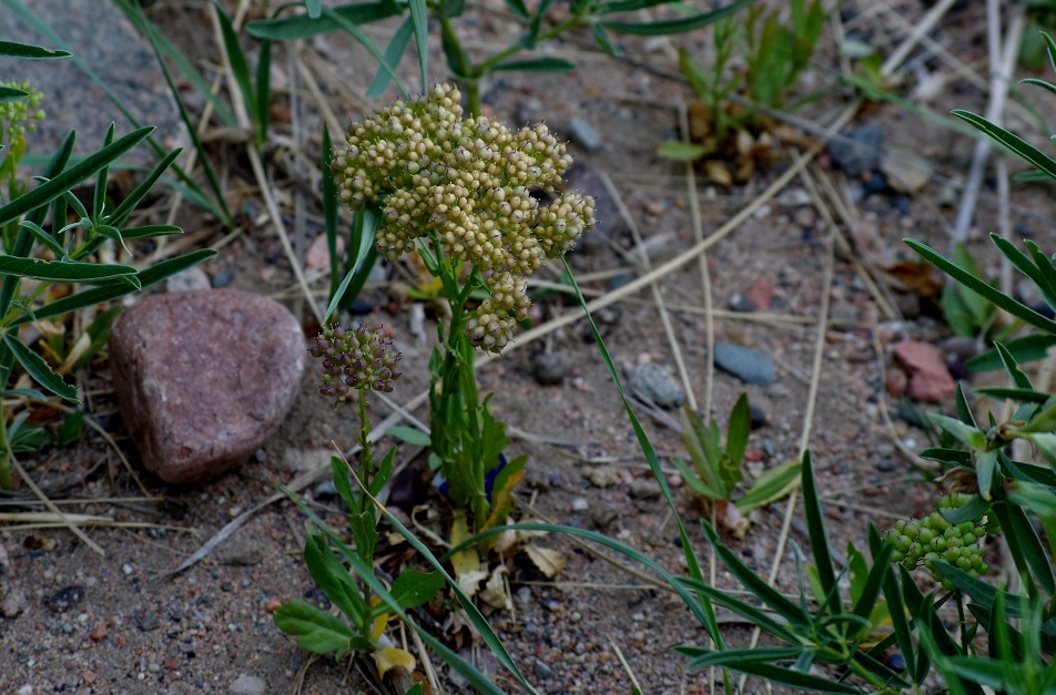 Image of Cardaria repens specimen.