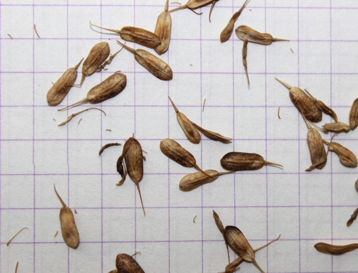 Image of Isatis costata specimen.