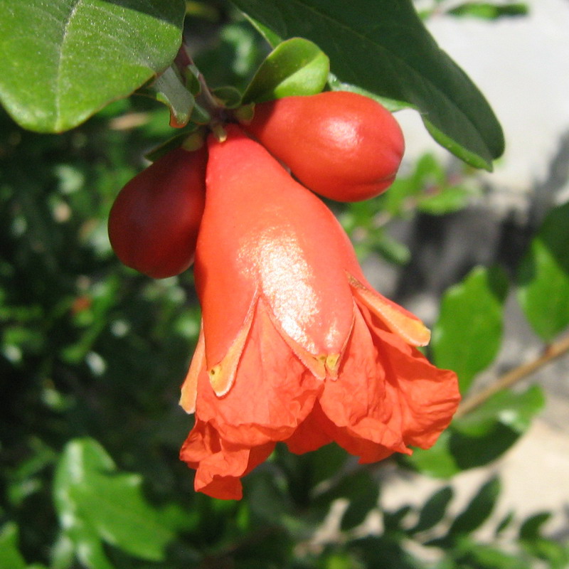 Изображение особи Punica granatum.
