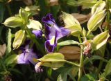 Torenia fournieri