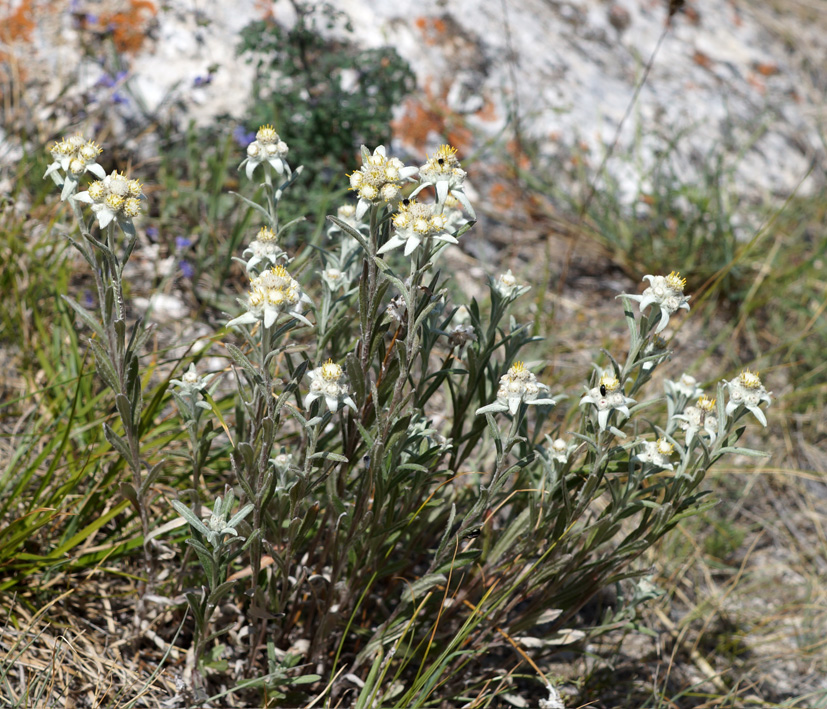 Image of Leontopodium fedtschenkoanum specimen.