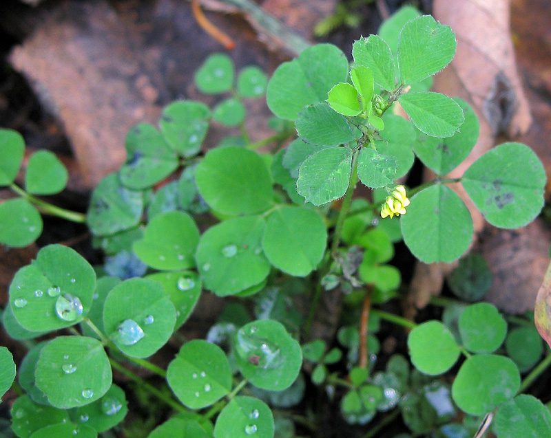 Изображение особи Medicago lupulina.