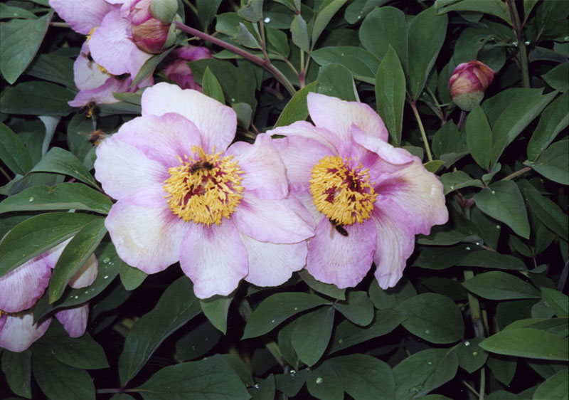 Изображение особи род Paeonia.