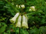 Symphytum grandiflorum