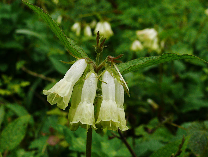 Изображение особи Symphytum grandiflorum.