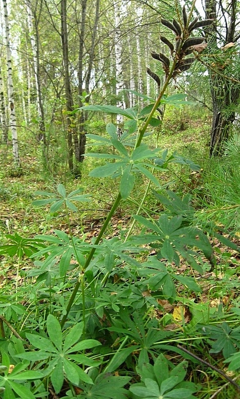 Изображение особи Lupinus polyphyllus.