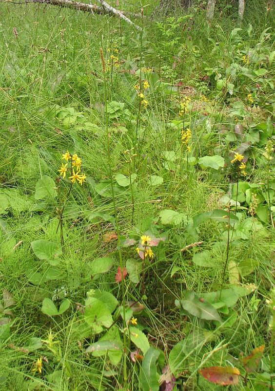 Image of Ligularia sibirica specimen.