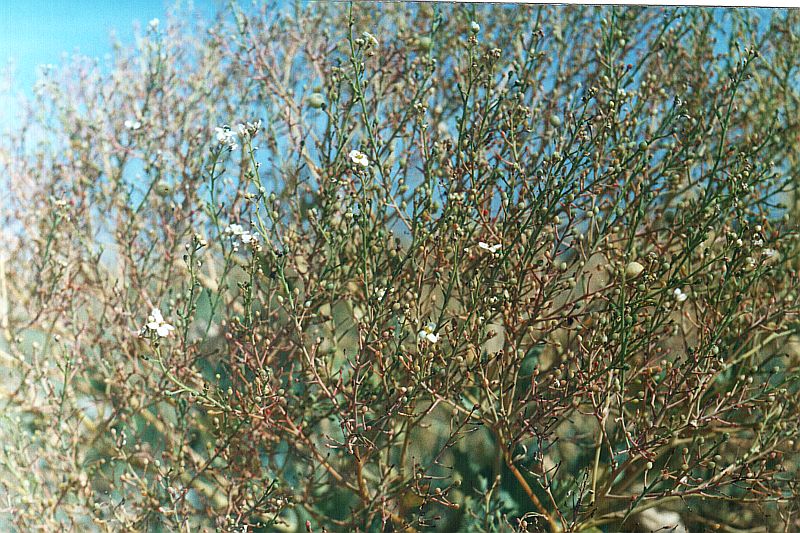 Изображение особи Crambe maritima.