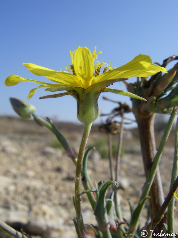 Изображение особи Tragopogon elatior.
