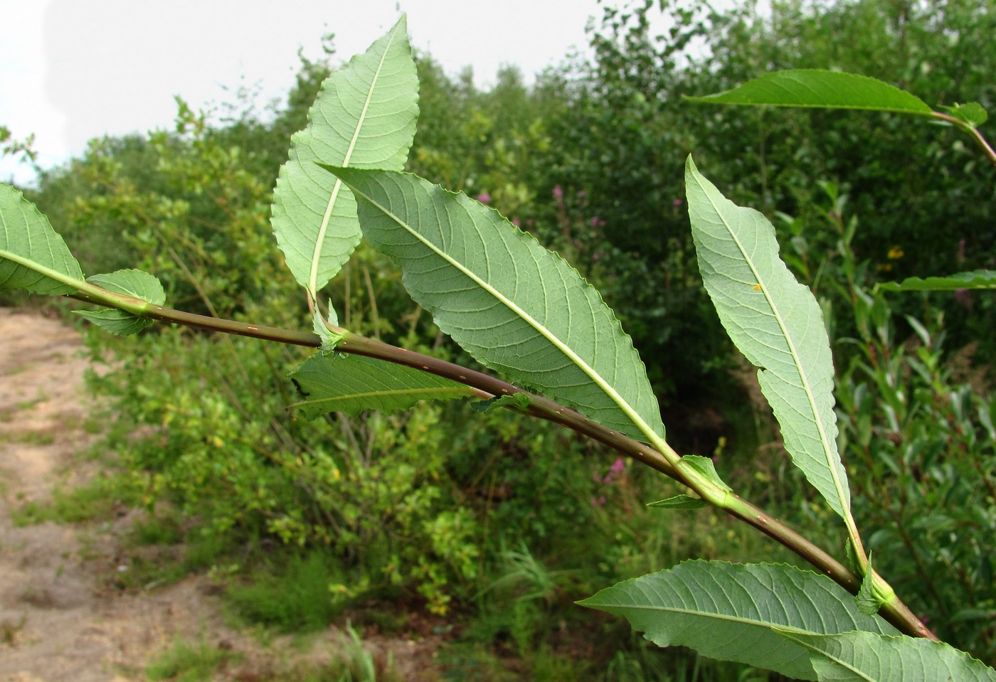 Image of Salix &times; tetrapla specimen.