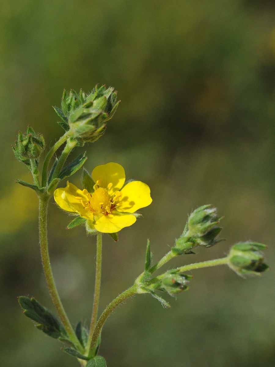 Изображение особи Potentilla argentea.