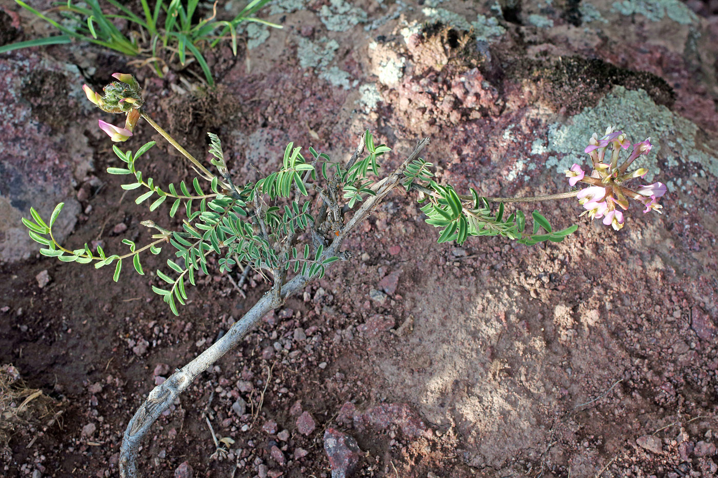 Изображение особи Astragalus neolipskyanus.