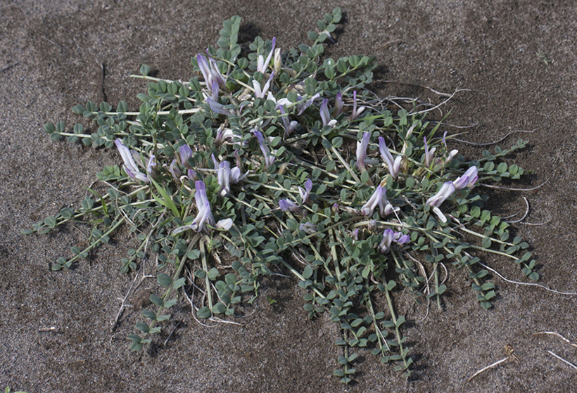 Image of Astragalus paradoxus specimen.