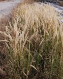 Calamagrostis epigeios