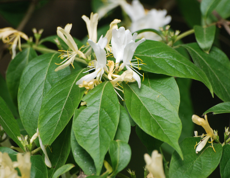 Image of Lonicera maackii specimen.