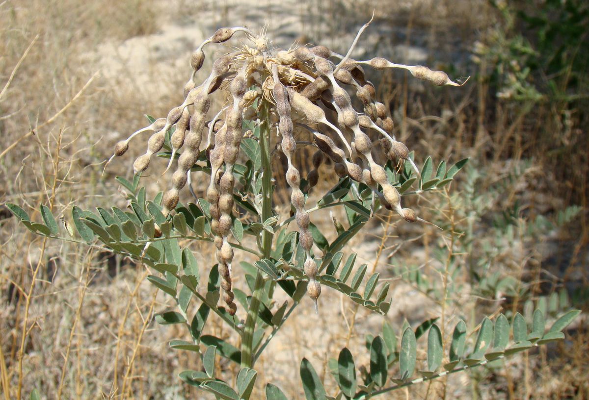 Image of Pseudosophora alopecuroides specimen.