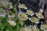 Hymenolaena pimpinellifolia