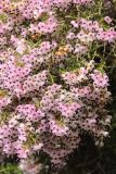 Erica canaliculata. Ветви с соцветиями. США, Калифорния, Сан-Франциско, ботанический сад. 14.02.2014.