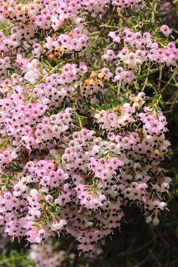 Image of Erica canaliculata specimen.